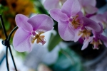 Бабочки-орхидеи с выставки цветов