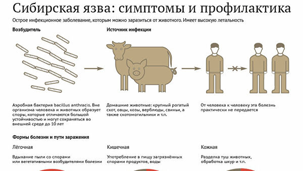 Реферат: Сибирская язва этиология и лечение
