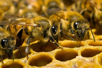 Болезни пчел